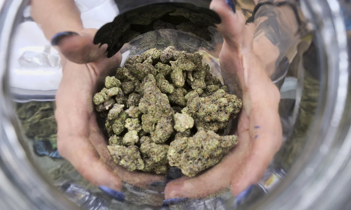Klassische Strains und Neuheiten – Cannabissamen kaufen legal in Deutschland