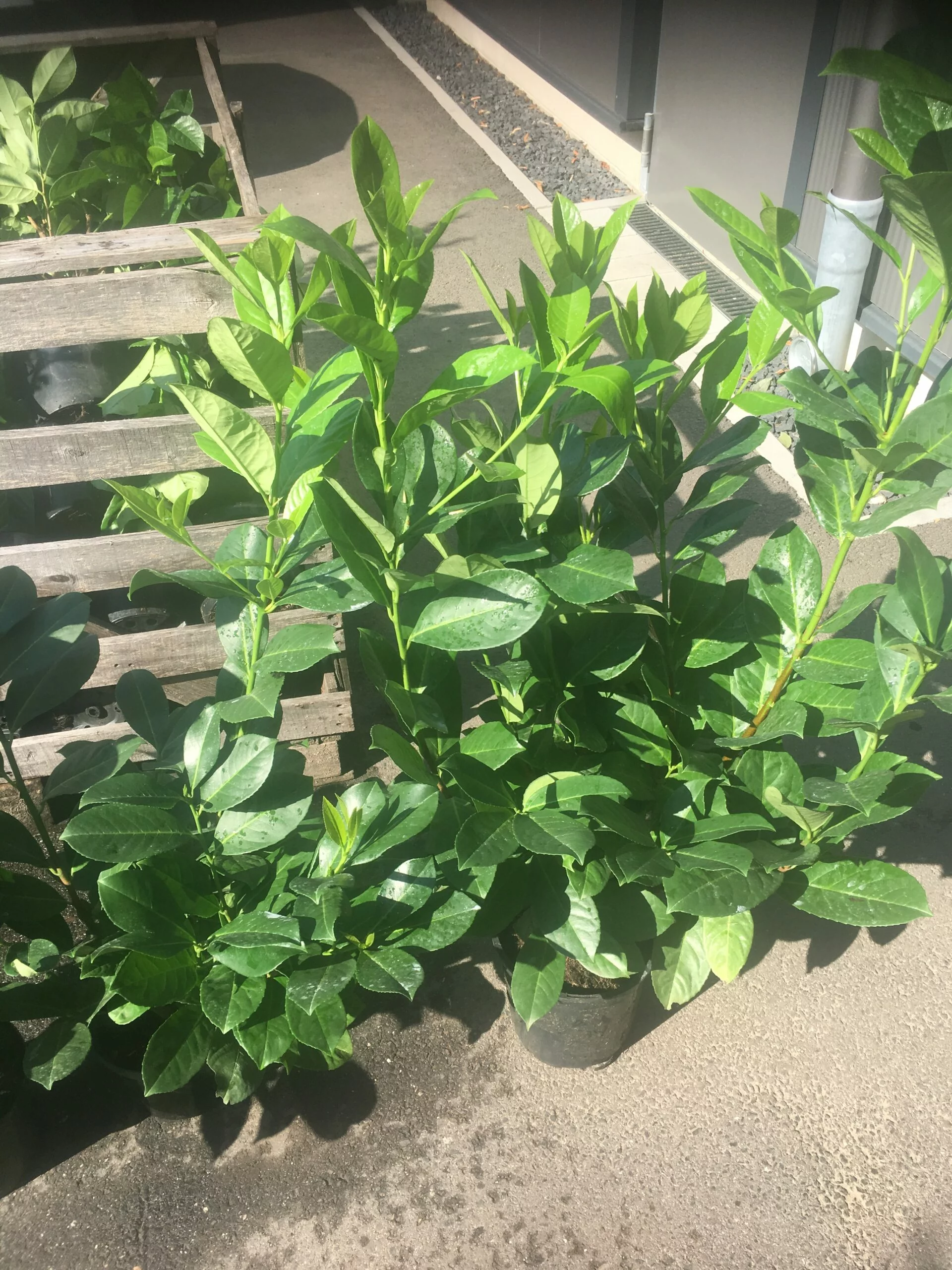 Ihr Garten, unsere Heckenpflanzen: Online bestellen und genießen