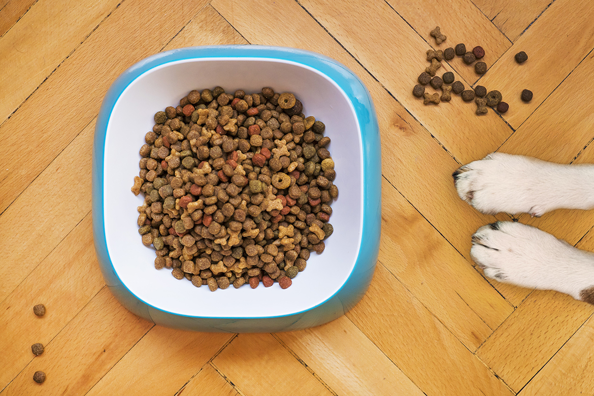 Das beste Hundefutter auswählen: Ein umfassender Leitfaden